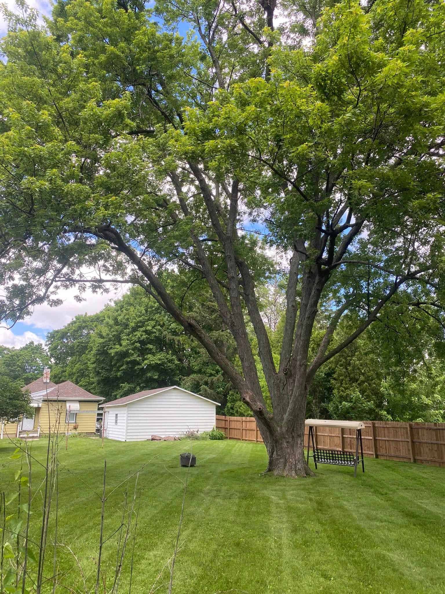 Tree Removal Services image